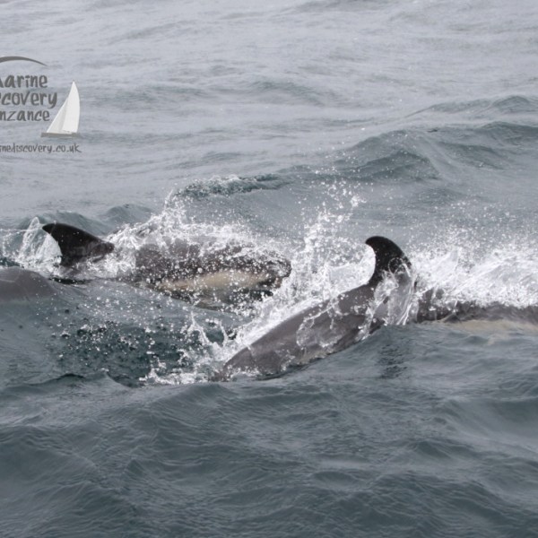 common dolphins