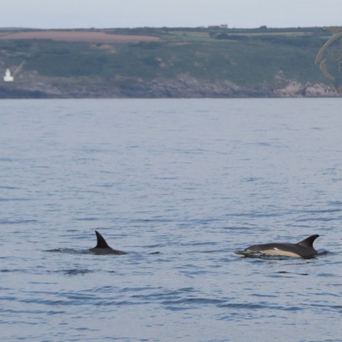 Two dolphins swimming in the sea with a distant rocky coastline and lighthouse.