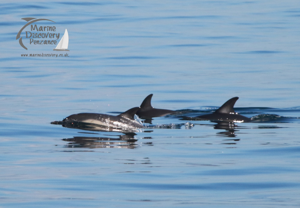 Tcommon dolphins