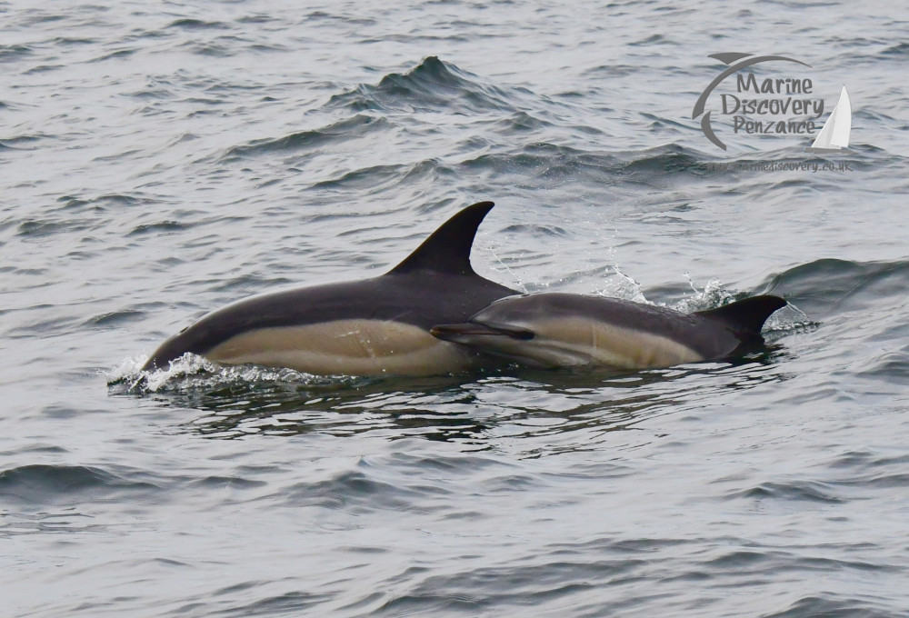 common dolphins