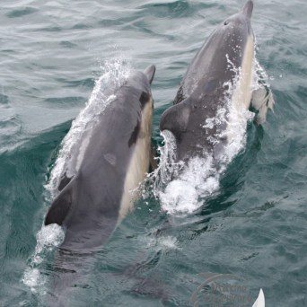 Two dolphins swimming side by side in the ocean.