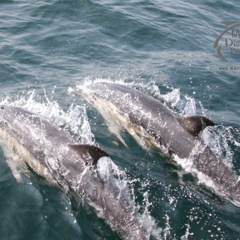 Two dolphins swimming energetically at the ocean surface with splashing water.