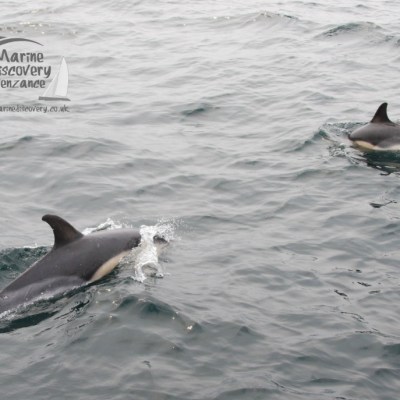 Two dolphins swimming in the ocean with visible dorsal fins and splashes of water.