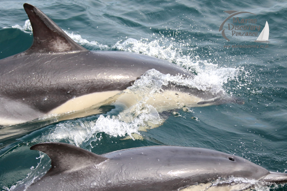 Two dolphins swimming and breaking through ocean waves.