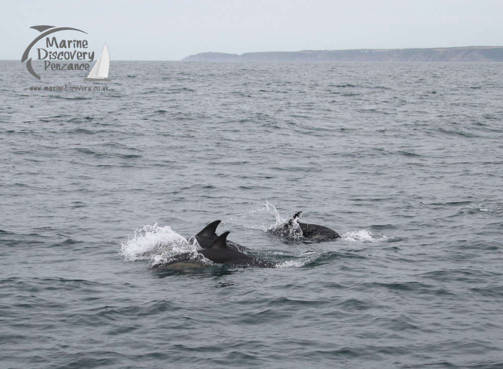 Dolphins swimming near the surface of a choppy sea with distant cliffs visible.