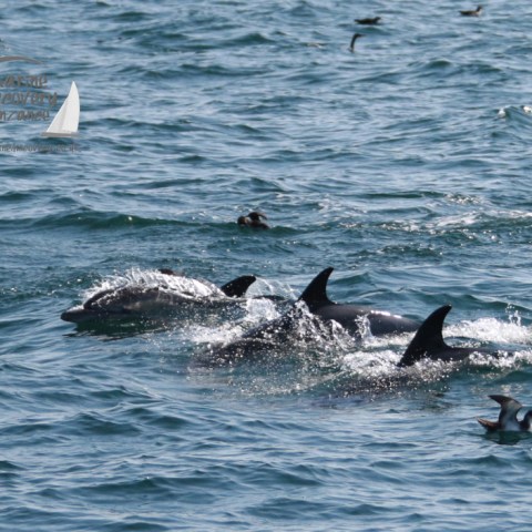 common dolphins