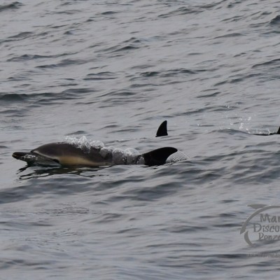 common dolphins