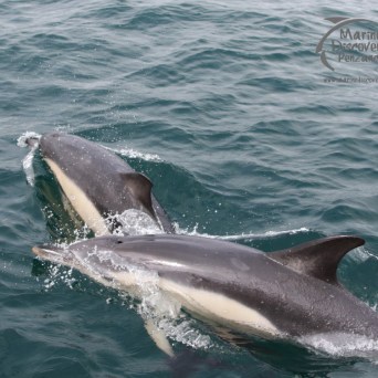 Two dolphins swimming together in the ocean, surfacing with water splashes.