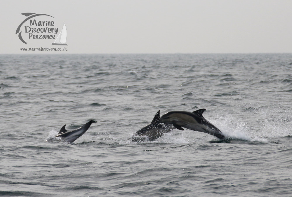 Three dolphins leaping out of the ocean with a Marine Discovery Penzance logo in the corner.