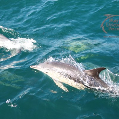 Two dolphins swimming in blue ocean water, with splashes around them.