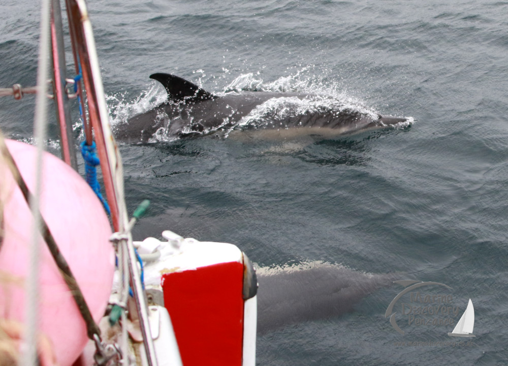 common dolphins