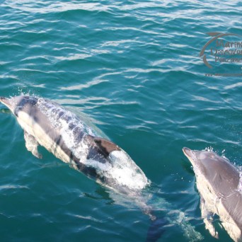 Two dolphins swimming in clear blue water, creating splashes.