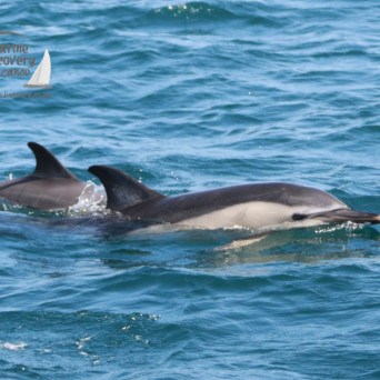Two dolphins swimming near the surface in blue ocean water.