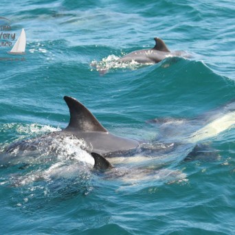 Dolphins swimming near the surface of the ocean, visible dorsal fins.
