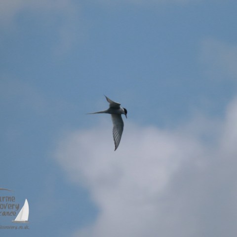 common tern