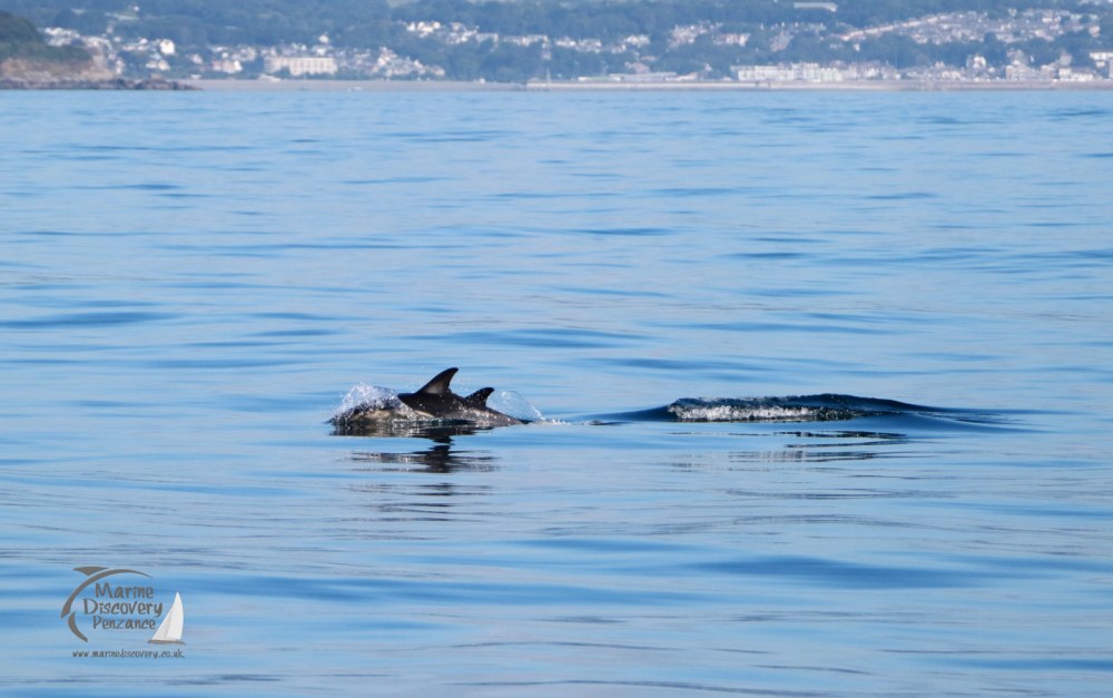 common dolphins passing Penzance