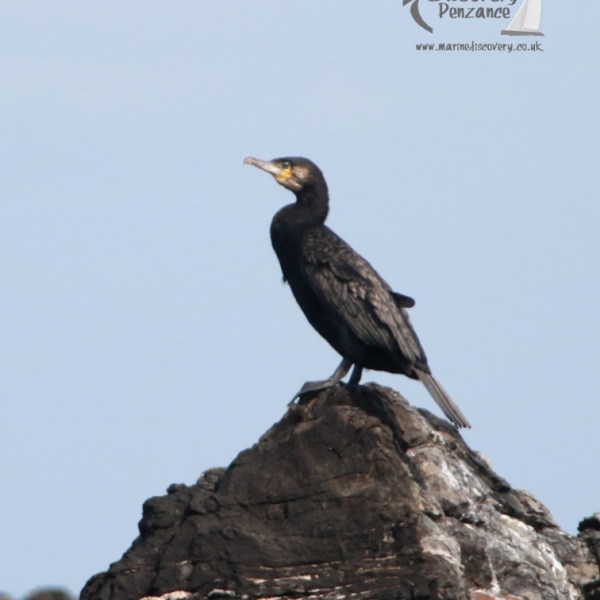 cormorant