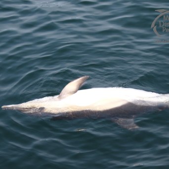 dead dolphin