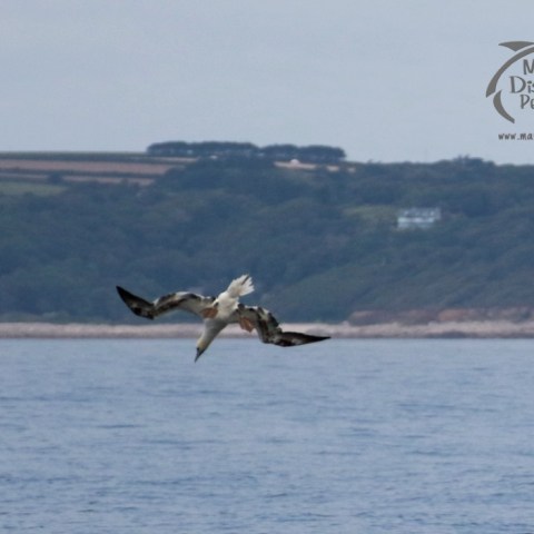 Gannet diving over the sea with a rocky shoreline and hills in the background.