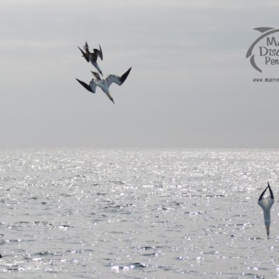 Gannets diving into the ocean with bright sunlight reflecting on the water surface.