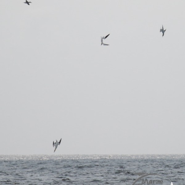 diving gannets