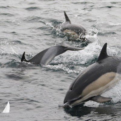 Three dolphins swimming and leaping in the ocean waves.