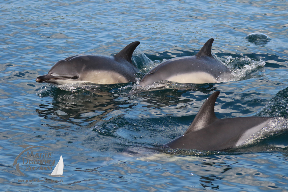 dolphin group ocean water.