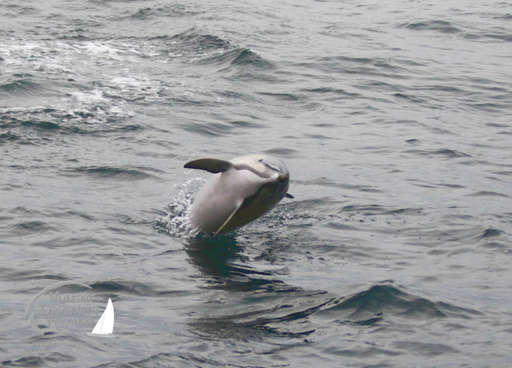 A dolphin jumping out of the water in a wavy ocean.