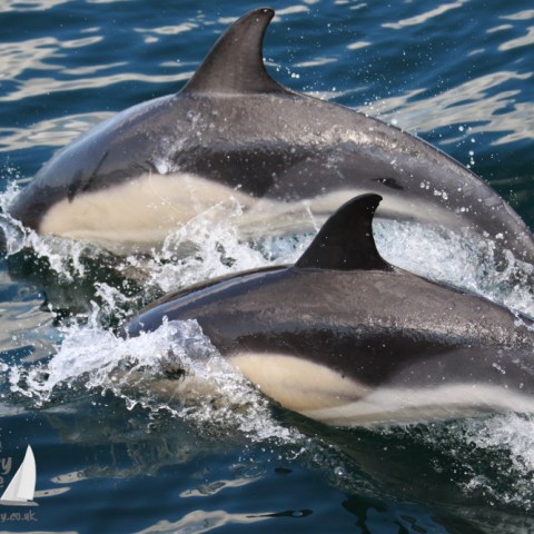 dolphin sync surface