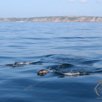 common dolphins offshore