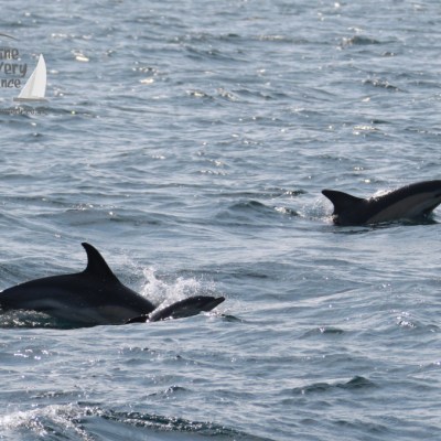 dolphins including calf
