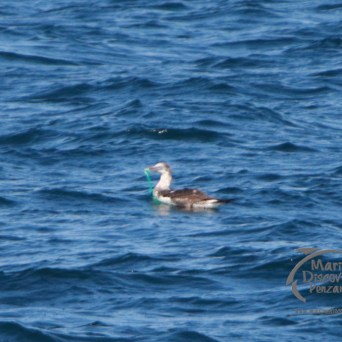 entangled gannet