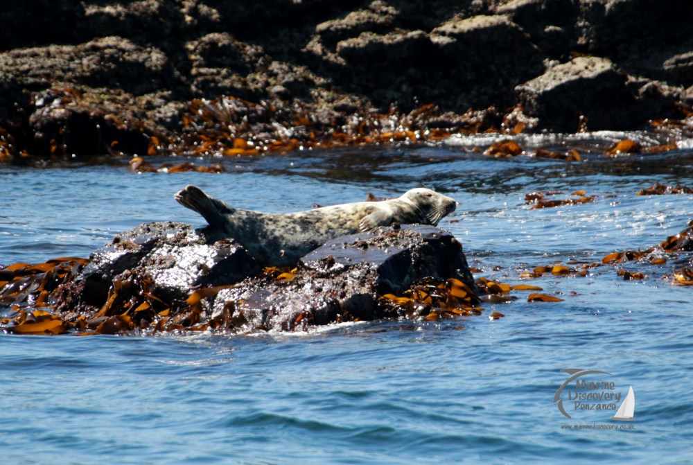 female seal