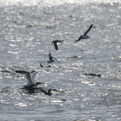 gannet and shearwaters