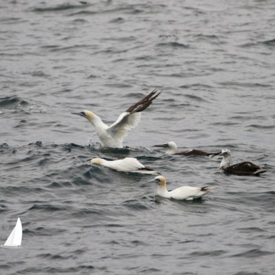 Gannets on the water, one with wings spread, in a wavy sea.