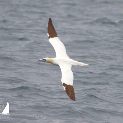 Gannet in flight over ocean with white body and brown wingtips.