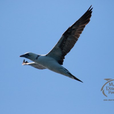 A gannet flying in a clear blue sky with wings fully spread.