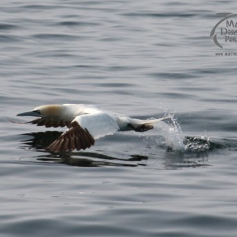 A gannet flying low over the sea, with its wings outstretched and water splashing.