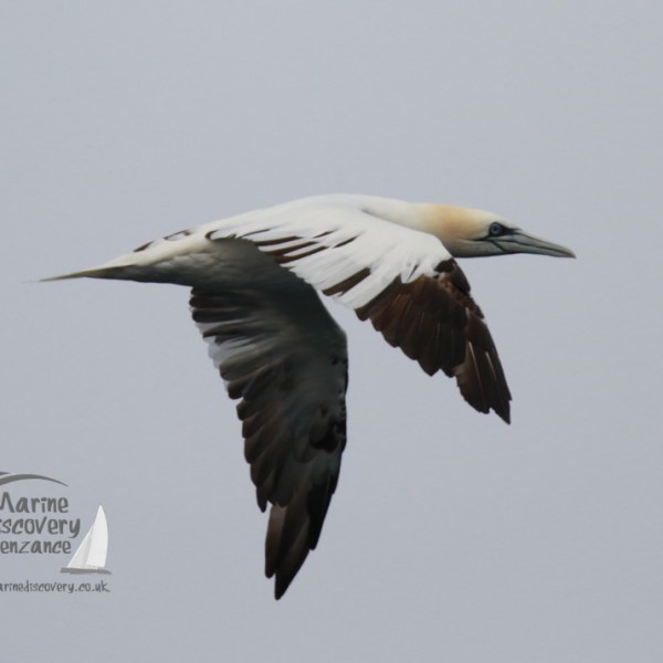 A gannet in flight against a gray sky with Marine Discovery Penzance logo in the bottom left corner.