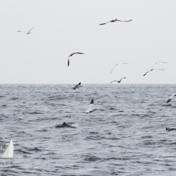 gannets and a porpoise