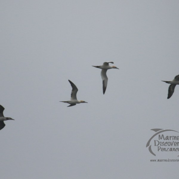 gannets