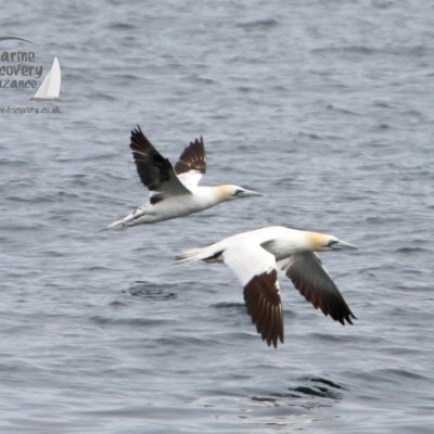 gannets.