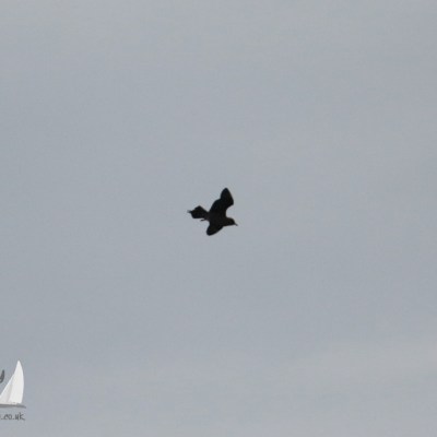 Silhouette of a bird flying against a gray sky background.
