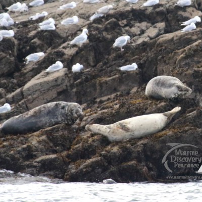 Seals resting on rocky shore with seagulls nearby.