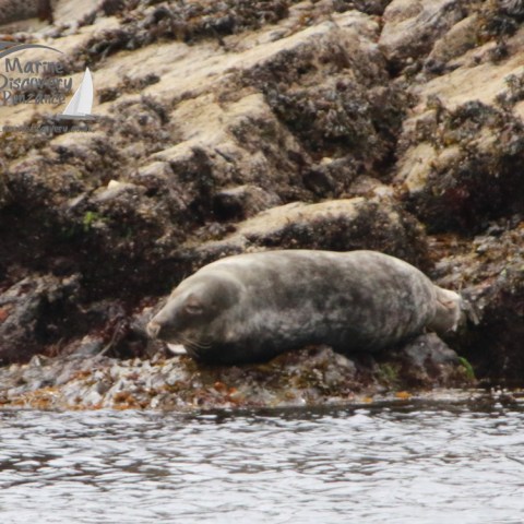 Seal resting on rocky shore with seaweed, near water.