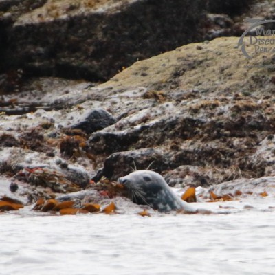A seal peeking above water near rocky shore and seaweed.