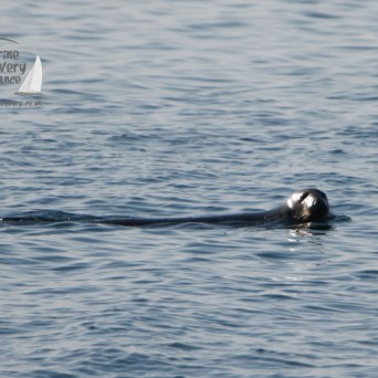 Seal swimming in calm ocean waters with head above surface.