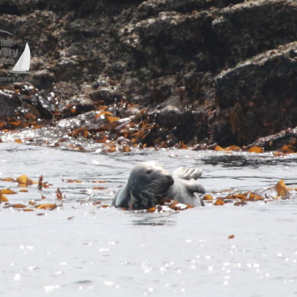 Seal resting on seaweed-covered rocks near the water's edge.