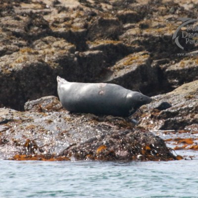 Seal resting on seaweed-covered rocks by the water.