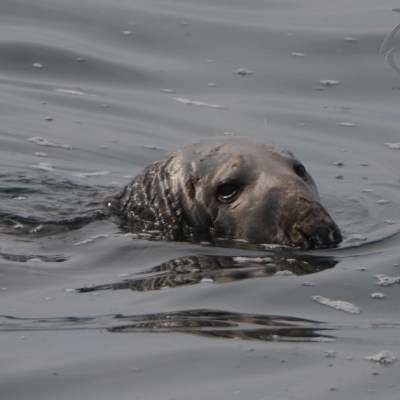 grey seal checking us out
